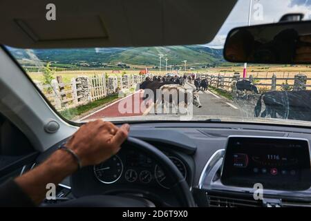 Crop person in vehicle while herd of cattle crossing road in local countryside of Ganzi region Stock Photo