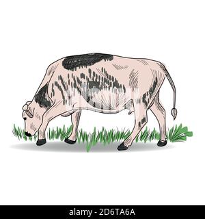 Cow, Hand drawn in a graphic style. Vintage engraving illustration for poster, web Stock Vector