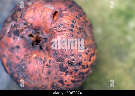 close up of brown rotting apple skin Stock Photo