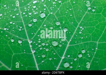 green nasturtium leaf with rain drops in an english garden Stock Photo