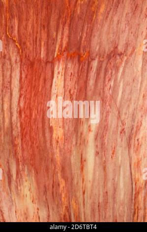 Close up photograph of the structural detail in a piece of sliced and polished petrified wood from Mexico Stock Photo