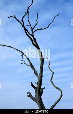 dead tree with blue sky background, norfolk, england Stock Photo
