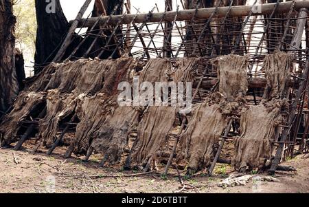Genuine leather of cows drying on old wooden construction in yard in countryside Stock Photo