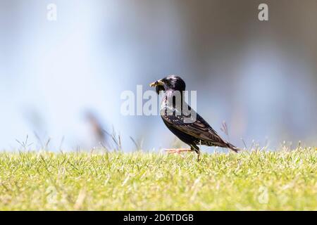 Breeding adult Common Starling or European Starling (Sturnus vulgaris) with insect prey in bill, Western Cape, South Africa in early spring, Stock Photo