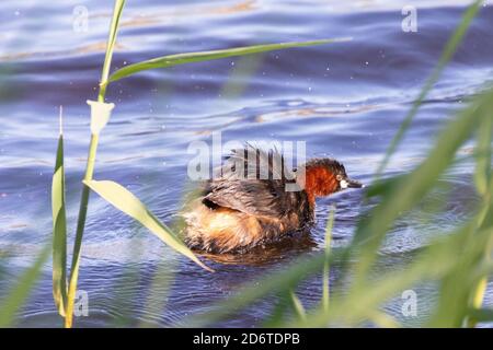 Little Grebe (Tachybaptus ruficollis)  surfacing after diving amongst reeds, Vrolijkheid Nature Reserve, Western Cape, South Africa. Breeding plumage Stock Photo