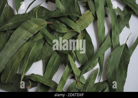 Dried eucalyptus leaves on a white background. Stock Photo