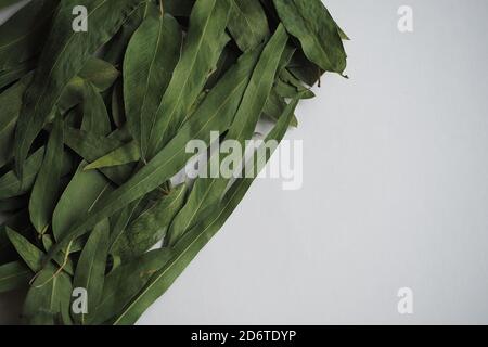 Dried eucalyptus leaves on a white background. Stock Photo