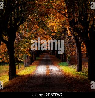 Picturesque perspective scenery of empty walkway leading between trees with colorful foliage in autumn park Stock Photo