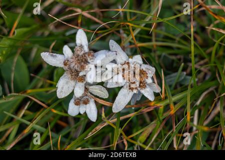 A few Edelweiss in the mountains Stock Photo