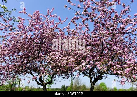 Spring apple trees flowering tree against blue skies Stock Photo