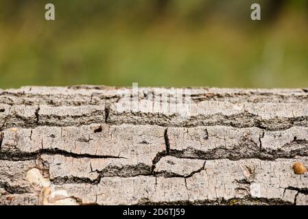 Closeup of textured pine tree trunk with cracked bark and drops of dry resin against blurred green natural background Stock Photo