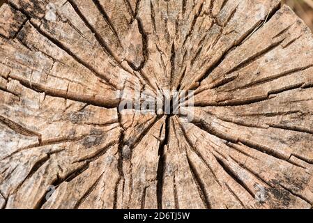 Closeup of weathered wooden log with cracked uneven surface for natural textured  background Stock Photo