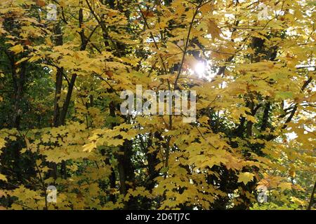 Sun shining through tree with leaves changing colour in Autumn Stock Photo