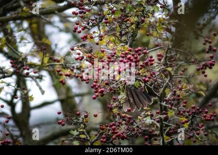 19 October 2020: UK wildlife: Fieldfare (Turdus pilaris) begins a feeding frenzy in the hawthorn trees in Wharfedale - one of a large flock having just arrived from their migration journey. West Yorkshire. Rebecca Cole/Alamy News (c) Stock Photo