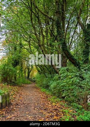 Tree lined section of the Trans Pennine Trail shared footpath and cycle path with fallen leaves in early autumn near York, England Stock Photo