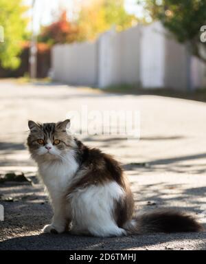 grumpy cat in the snow Stock Photo