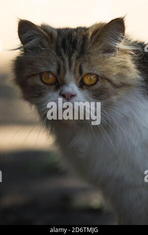 grumpy cat in the snow Stock Photo
