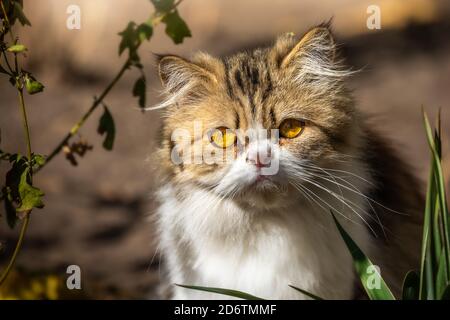 grumpy cat in the snow Stock Photo