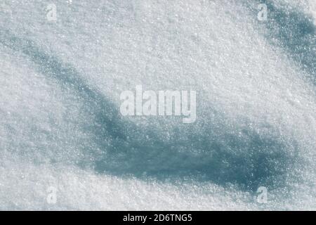Natural winter background with light and shadows on freshly fallen fluffy snow. Stock Photo