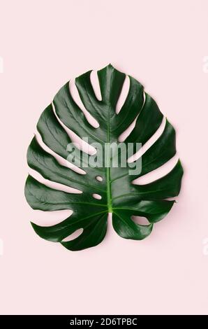 Monstera leaf on a light pink background. Stock Photo