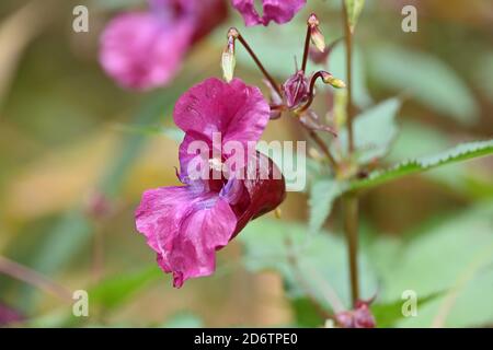 Impatiens glandulifera, pink flowering Himalayan balsam. Policeman's Helmet plant, Bobby Tops, in close-up. Stock Photo