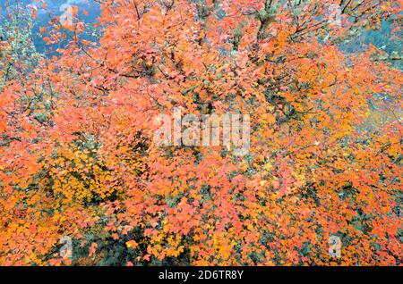 A Montpellier maple shows its autumnal colors in the Valderejo natural park Stock Photo