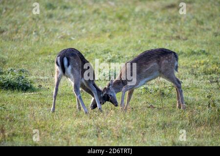 Falkenhagen, Germany. 11th Oct, 2019. Two fallow deer calves play on the rutting meadow. Fallow deer can only successfully participate in the rut at the age of four. Credit: Ingolf König-Jablonski/dpa-zentralbild/ZB/dpa/Alamy Live News Stock Photo