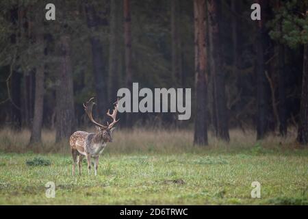 Falkenhagen, Germany. 17th Oct, 2019. A young fallow deer on a meadow in the rutting area. During the fallow deer rut, the stags and the bald deer herds sometimes move over long distances to the ancestral rutting grounds. Credit: Ingolf König-Jablonski/dpa-zentralbild/ZB/dpa/Alamy Live News Stock Photo