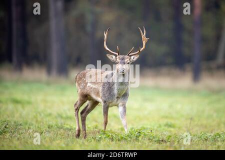 Falkenhagen, Germany. 17th Oct, 2019. A young fallow deer on a meadow in the rutting area. During the fallow deer rut, the stags and the bald deer herds sometimes move over long distances to the ancestral rutting grounds. Credit: Ingolf König-Jablonski/dpa-zentralbild/ZB/dpa/Alamy Live News Stock Photo