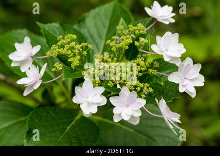 Hydrangea macrophylla, lacecap hydrangea with double white flowers Stock Photo