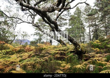 Autumn Woodland, Ben Eighe National Nature Reserve, Kinlochewe, Highland, Scotland, UK Stock Photo