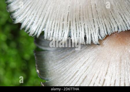 Mushrooms growing out of a tree trunk covered with green moss in Autumn season. Stock Photo