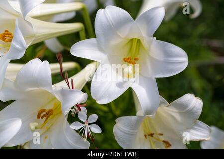 Lilium longiflorum Bellsong, Oriental hybrid trumpet lily.  These are often known as Easter lilies. Stock Photo