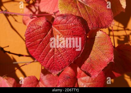 Beautiful autumn crimson glory vine with heart-shaped red leaves throwing shadows on an orange wall. Stock Photo