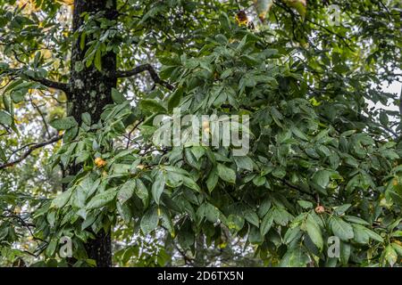 Large round nuts in shells hanging in clusters ripe and ready to fall from the large tree in early autumn Stock Photo