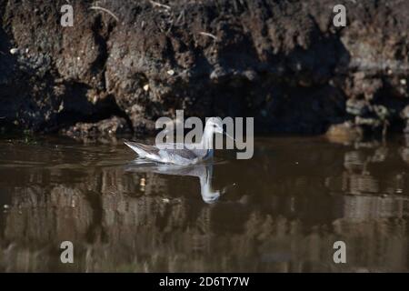 Wilson's phalarope (Phalaropus tricolor) in winter plumage. A rare winter visitor to Europe from North America Stock Photo
