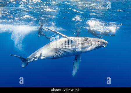 A juvenile Humpback Whale, Megaptera novaeangliae, cavorts among snorkelers.   Moorea, French Polynesia, Pacific Ocean Stock Photo