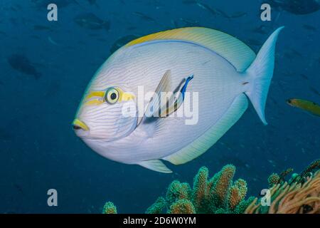 Yellowmask Surgeonfish, Acanthurus mata, being cleaned by Bluestreak Cleaner Wrasse, Labroides dimidiatus. Raja Ampat, West Papua, Indonesia Stock Photo