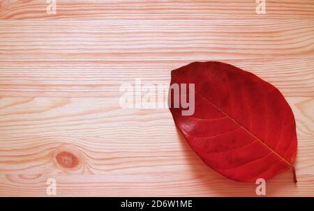 Red fallen leaf isolated on wooden background Stock Photo