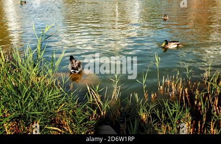Ducks swim and feed near coast of pond in city park on autumn day Stock Photo