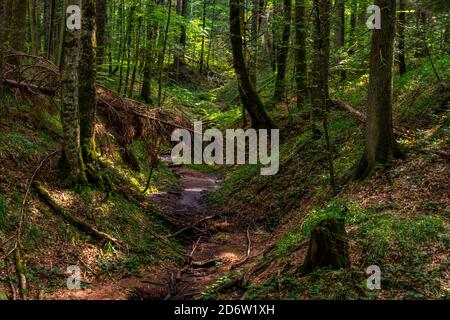 View at peat bog forest Red Creek (Crveni potok)  on Tara mountain in Serbia Stock Photo