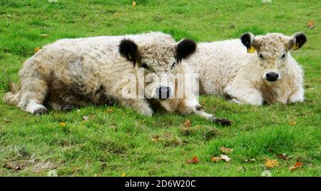 Two cute calves are lying in the meadow. White skin and black ears. The skin is woolly Stock Photo