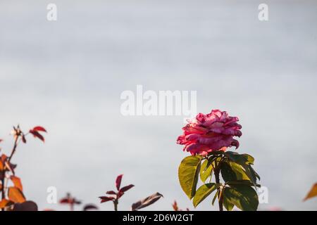Pink rose on its trees in the Serbian countryside at sunset in summer. Pink roses are a symbol of love and passion.  Picture of pink roses on their tr Stock Photo