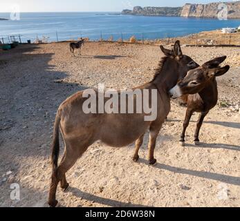 Two donkeys looking after each other Stock Photo