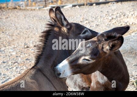 Two donkeys looking after each other Stock Photo