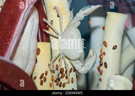 tube worm anatomy plume