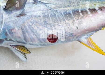 yellowfin tuna, Thunnus albacares, with a fresh bite wound from cookiecutter shark, Isistius brasiliensis, Kona Coast, Big Island, Hawaii, USA, Pacifi Stock Photo