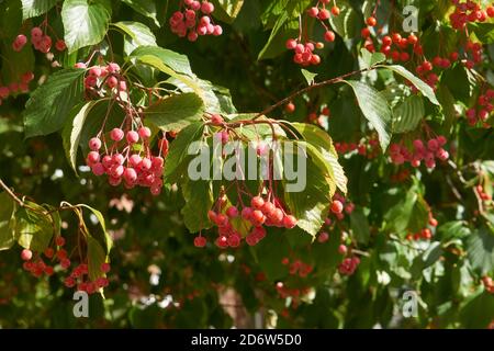 Closeup of red berries hanging from the branches of a Hawthorn tree in the fall, Vancouver, British Columbia, Canada Stock Photo