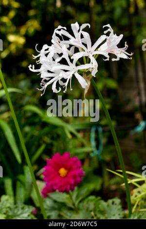 Nerine bowdenii Stock Photo