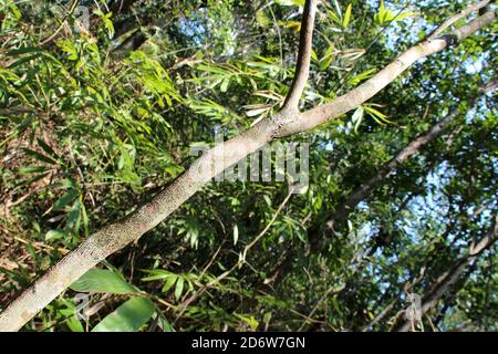 the phou khao khouay park in laos Stock Photo